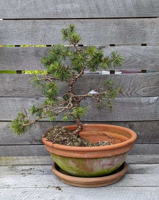 Bonsai-träd av tall i terrakottakruka framför träplankvägg.