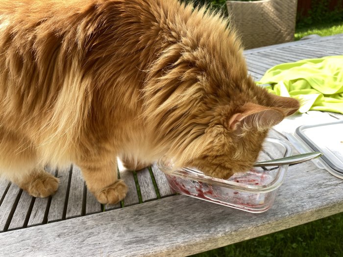 Orange katt slickar rester av hallonsylt ur en matlåda på ett träbord utomhus.