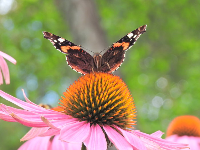 En sliten amiralfjäril vilar på ett orange och rosa Echinacea-blomhuvud.