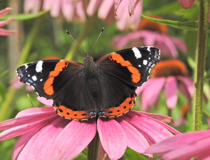 Amiralfjäril med ljusa och mörka färger vilar på en rosa blomma med suddig naturlig bakgrund.