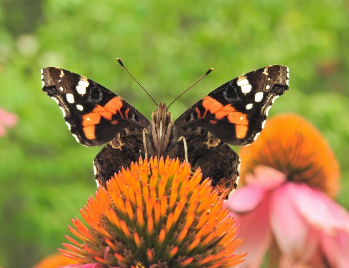 En fjäril av arten amiral med slitna vingar sitter på en orange blomma, med grönska i bakgrunden.