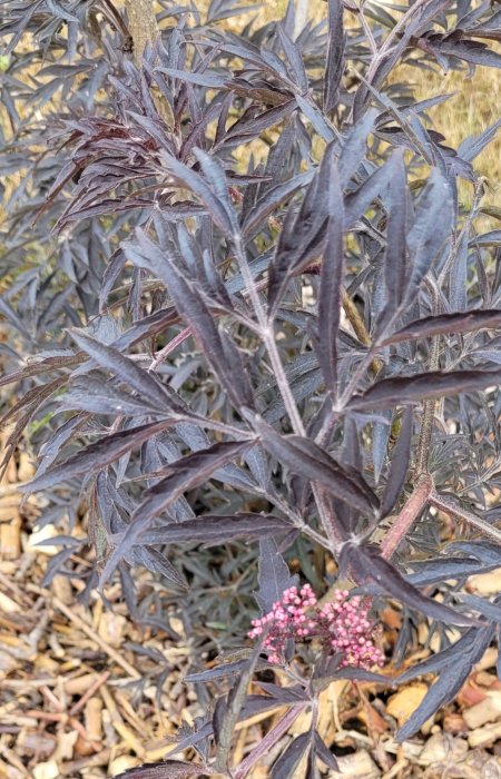 Mörklila blad av blodfläder med små rosa blommor mot flisad mark.