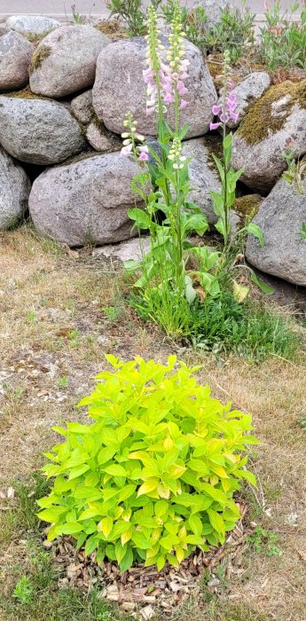 Ljust gröna guldschersminbuskar framför en stenmur med ljusrosa blommor i bakgrunden.