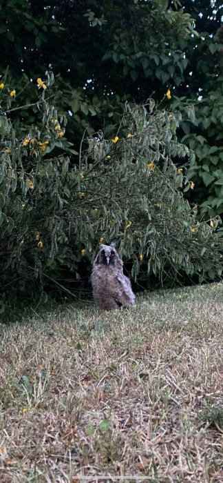 Ung uggla sitter på gräsmattan med buskar i bakgrunden.