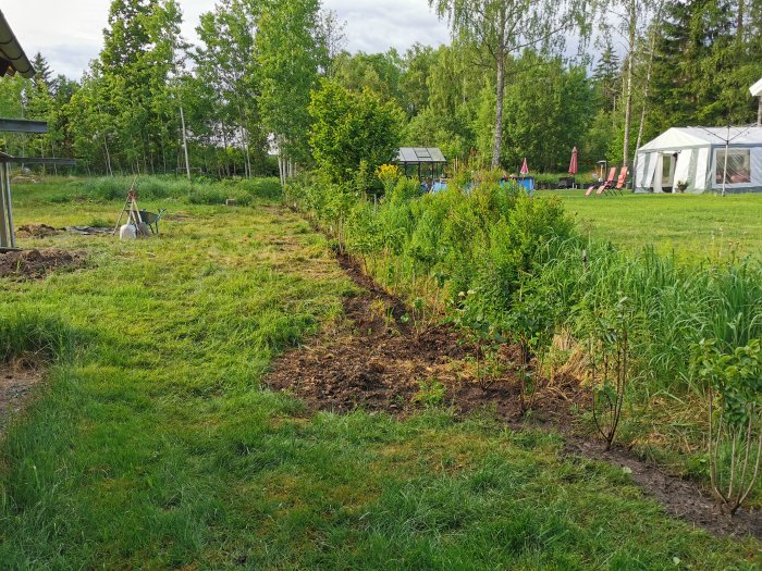 Nyligen planterad häck längs en grävd jordremsa i en trädgård med träd och ett växthus i bakgrunden.