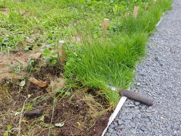 Rensat område av gräs och ogräs vid kant av grusväg med trädgårdsredskap i förgrunden.