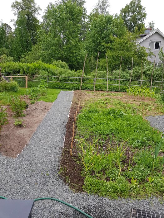 Nyrensad jordkant vid grusgång bredvid grönskande köksträdgård med stödpinnar och grödor.