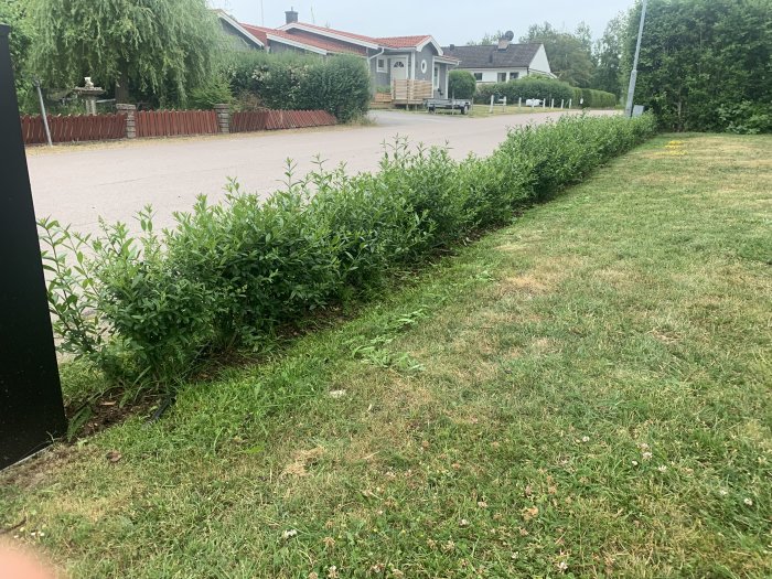 Ojämnt växande ligusterhäck längs en gräsmatta vid en gata, behöver råd om vård och beskärning.