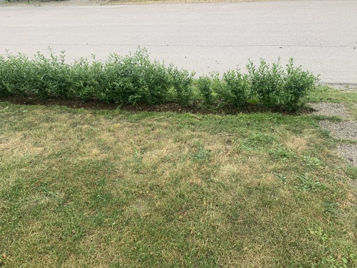 Ojämnt växande ligusterhäck vid gräsmatta med gatsten längs en trottoarkant.