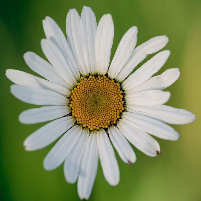 Närbild av prästkrage med vita kronblad och gult centrum uppbyggt av många små blommor.