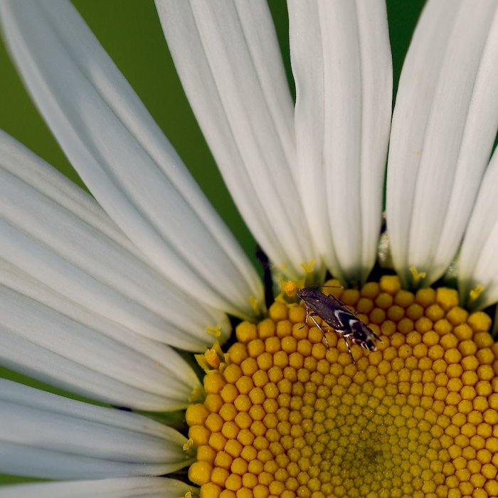 Närbild av en vit blomma med gult centrum där små blommor syns och en insekt på ytan.