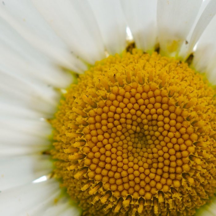 Närbild på en prästkrages mitt med hundratals små gula blommor.