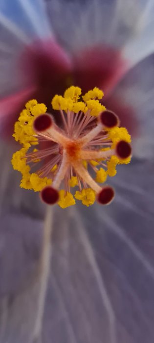 Närbild av en hibiskusblommas pistill och ståndare med gula pollenknappar.