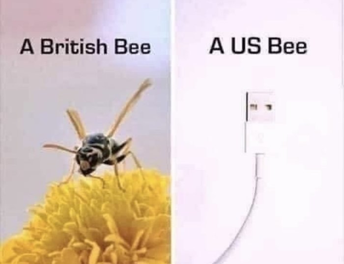 En bi på en blomma med texten "A British Bee", och en eluttag med texten "A US Bee".