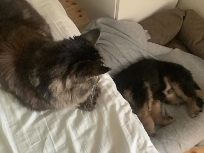 Katt och hund ligger på en säng, katten ser på hunden med en nyfiken men förvånad blick.