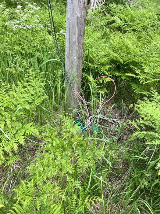 Ett virrvarr av oordnade och löst hängande fiberkablar runt en stolpe i en grön, övervuxen miljö.