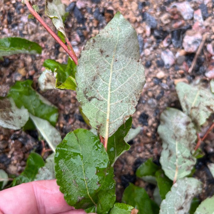 Hand som håller ett blad av en växt med grågröna bladverk och röda stjälkar mot en bakgrund av mulen jord.