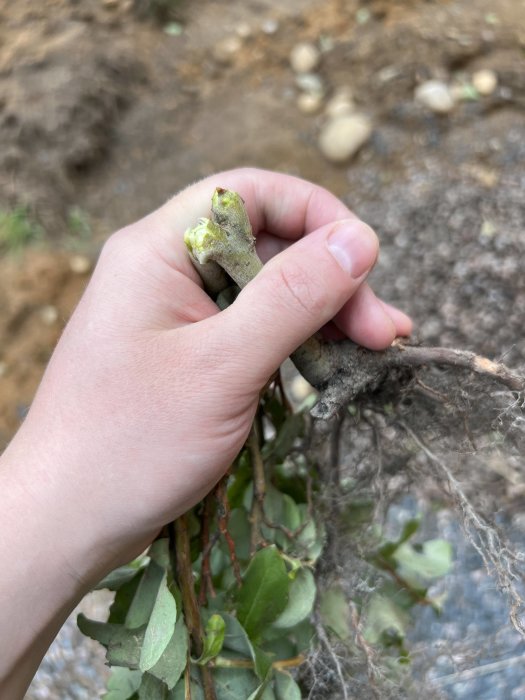 Hand håller en avbruten växt med rötter och små gröna blad, eventuellt parkslide, mot suddig bakgrund.