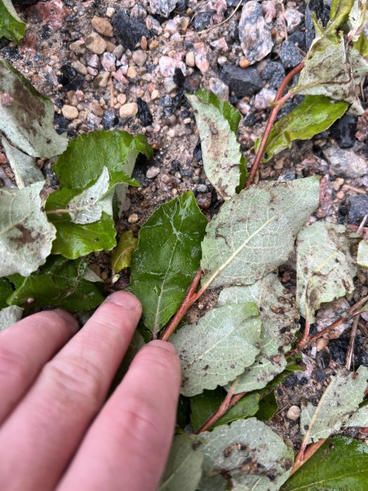 Hand pekar på en växt med gröna blad och rödaktig stjälk i jordig grusmark, möjlig fråga om identifikation av parkslide.