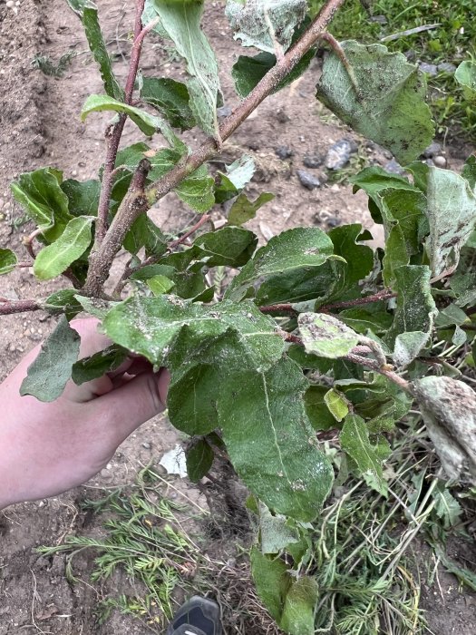 Hand håller en oidentifierad växt med gröna blad, misstänkt för att vara parkslide, framför jordig bakgrund.