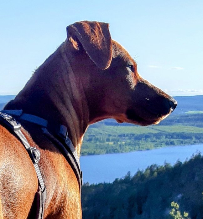 Hund i sele ser ut över en sjö och skog från ett berg under kvällsljuset.