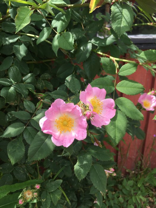 Blommande rosenbuske med rosa blommor och gröna löv mot röd bakgrund.