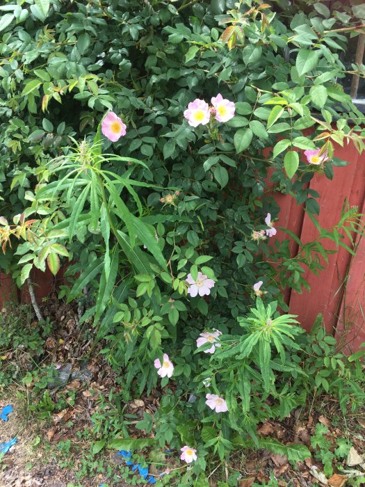 En rosbuske med rosa blommor vid ett rött staket, omgiven av grönt lövverk och vissna blad på marken.