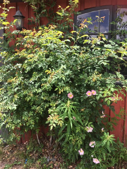 Buske med ljusrosa blommor framför en röd trävägg med en gammal lykta och ett fönster.