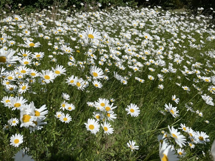 En blommande prästkragsäng med vita blommor och gula mitten på en gräsmatta.