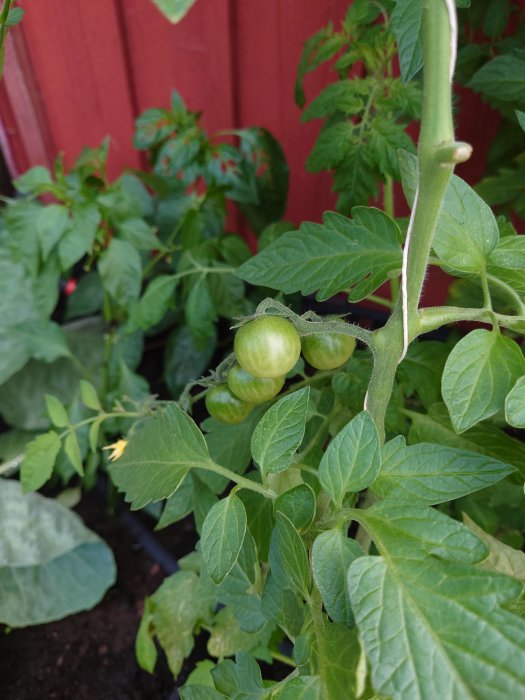 Ogröna tomater på planta med frodiga blad i trädgård, närbild.