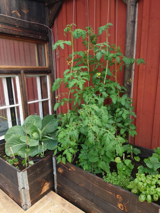 Växter i upphöjda odlingslådor vid trävägg, inklusive tomatplantor och kål.