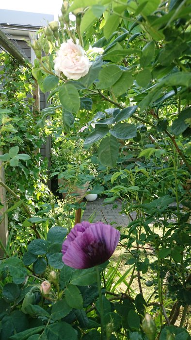 Rosen 'Maiden's Blush' och lila opiumvallmo i en trädgård, omgivna av grönska.