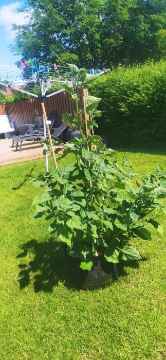 Stor grön tomatplanta, namn 'Tiny Tim', som växer i kruka på en solig gräsmatta med trädgårdsmöbler i bakgrunden.