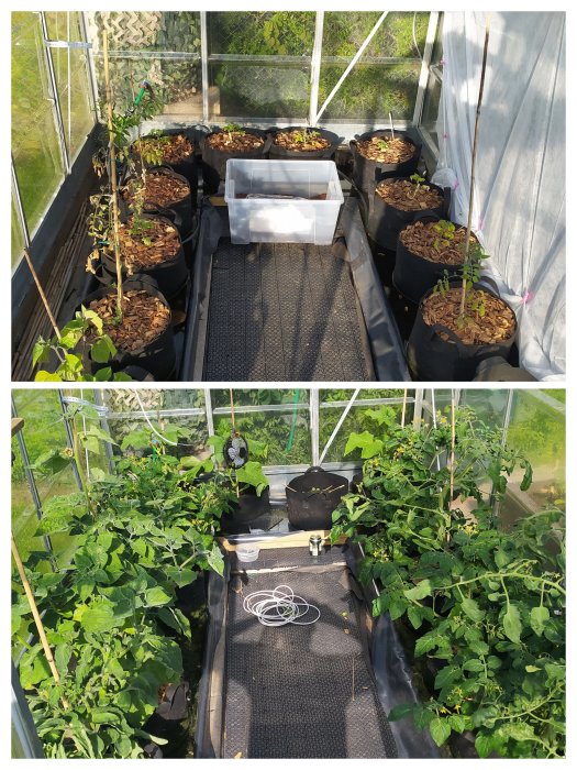 Överst: Unga plantor i växthus. Nederst: Välutvecklade tomatplantor med tät grönska.