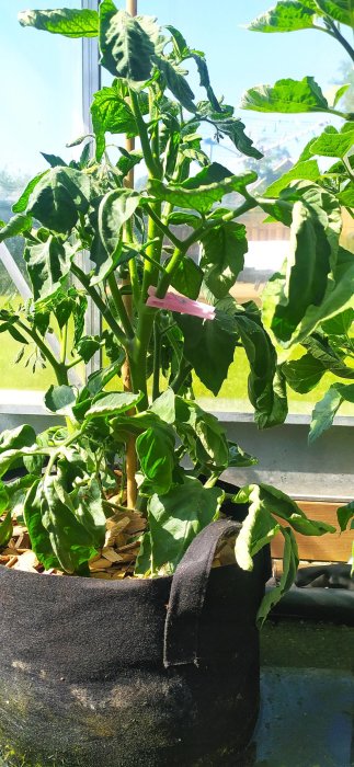 Tomatplanta 'Tiny Tim' med stora gröna blad och tjock stam i svart odlingskärl framför fönster.