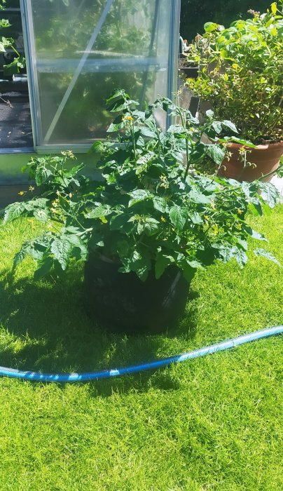 Tomatplanta av sorten Tiny Tim med onormalt tjock stam som växer i kruka utomhus, intill ett växthus.