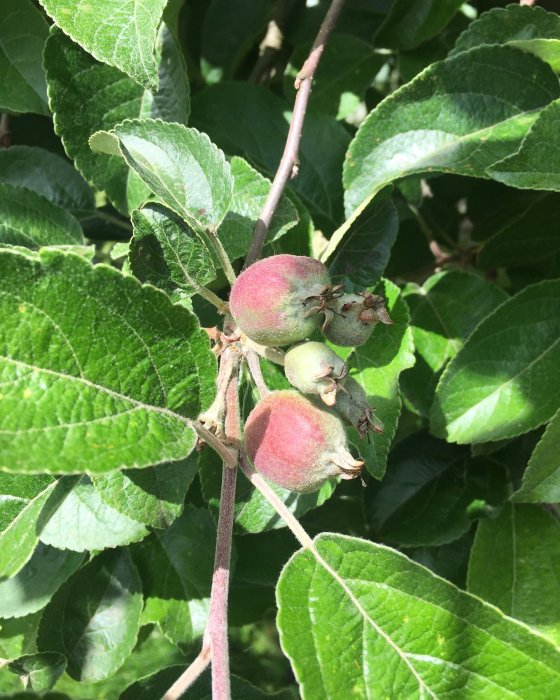 Unga äpplen på gren med gröna blad, tecken på framgångsrik pollinering.