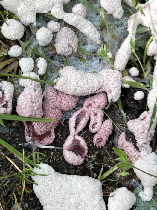 Rosa och vita svampar på en gammal stubbe omgivna av gräs.