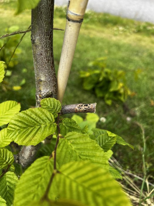 Närbild av ett ungt träd som stöttas av en bambupinne, med gröna löv i förgrunden.