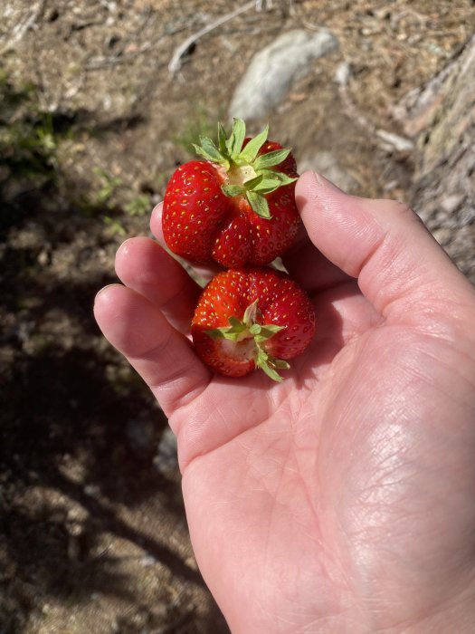 Hand håller tre mogna jordgubbar med naturlig bakgrund.