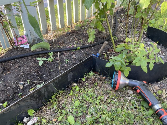 Trädgårdsarbete med nyinstallerade svarta rabattkanter runt rosbuskar, jord och trädgårdsverktyg i förgrunden.