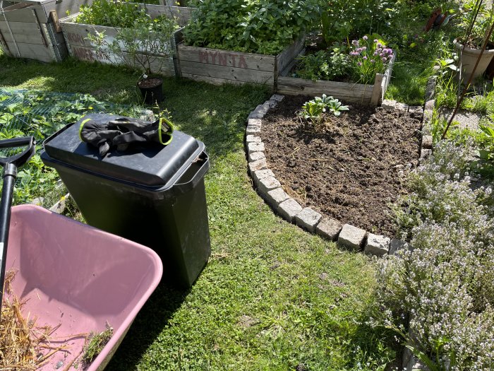 Nyplanterad Salix och Berberis i rund rabatt, trädgårdshandskar på kompostkärl, rosa skottkärra och pallkragar i bakgrunden.