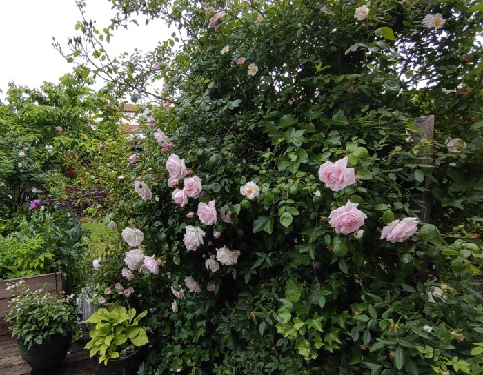 Trädgård med blommande rosor i varierande nyanser av rosa och vit, krukväxter och grönska.