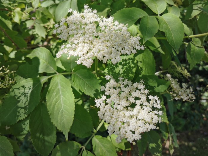 Vit blommande buske med stora blad i dagsljus.