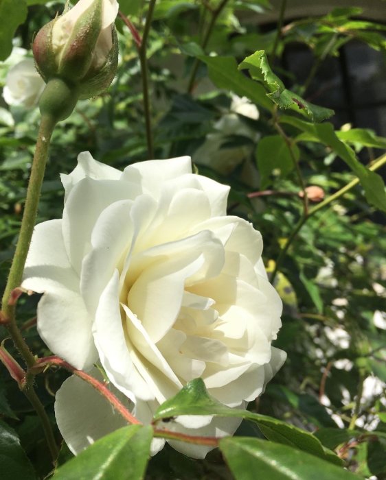 Närbild av en blommande vit klätterros kallad 'Climbing Iceberg' med skott och blader i bakgrunden.