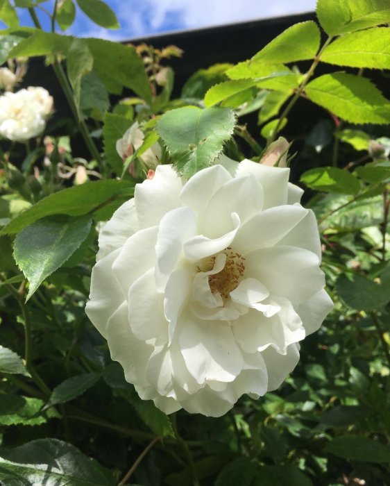 Vit "Climbing Iceberg" eller "Schneewittchen" ros som blommar mot en blå himmel.