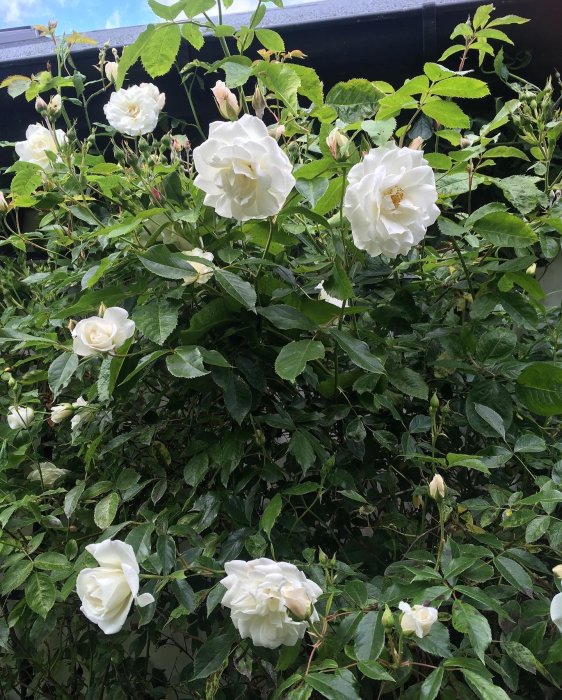 Blommande vit klätterros 'Climbing Iceberg' med öppna blommor och knoppar mot grön lövverksbakgrund.