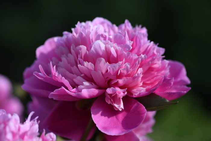 Rosa blommande pion med många kronblad.