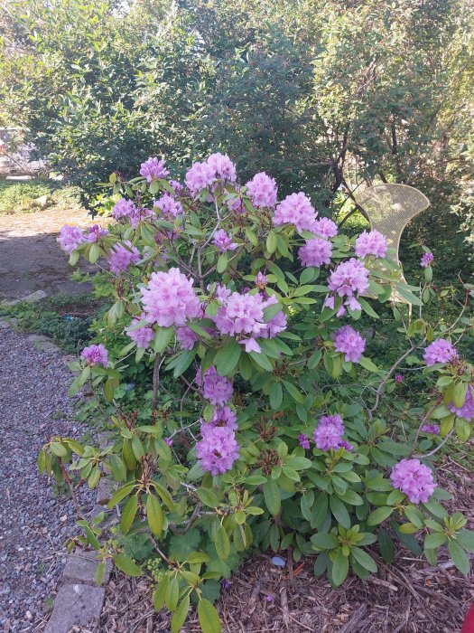 Ljusrosa rhododendronbuske i full blom i en trädgård med gröna buskar i bakgrunden.