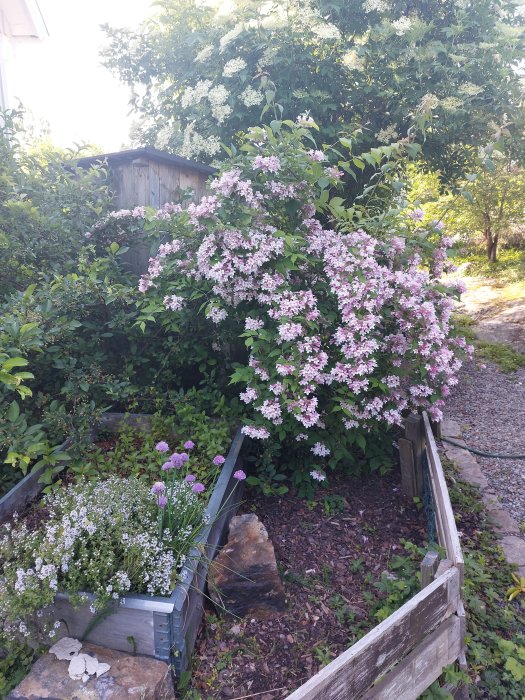 Blomstrande trädgård med en lila och vit blommande buske intill en upphöjd odlingsbädd.